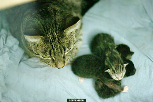 Bergrüssungsbild ulani September 2009